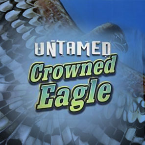 В версии демо азартный игрок может сыграть в симулятор Untamed Crowned Eagle бесплатно без регистрации без смс без скачивания онлайн
